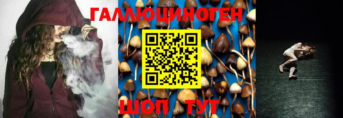 закладка  Новокузнецк  Галлюциногенные грибы Psilocybe  Галлюциногенные грибы прущие грибы 