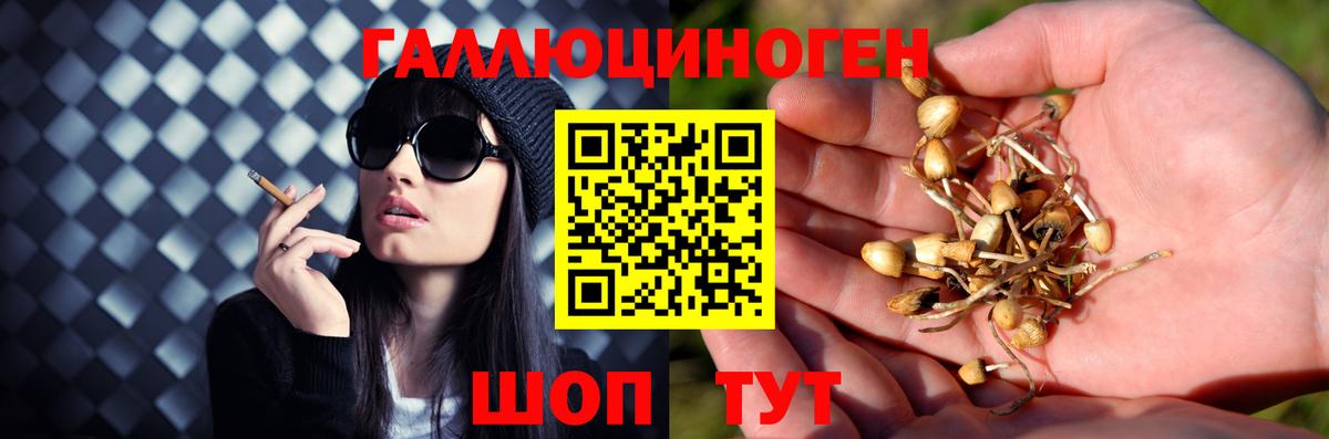 магазин  наркотиков  Псилоцибиновые грибы Cubensis  Вход с VPN  Новокузнецк  Псилоцибиновые грибы мицелий 